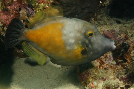 White-spotted Filefish (Cantherhines macrocerus) - Cozumel, Mexico 