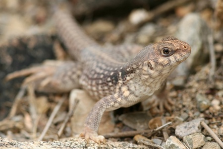Clarks Spiny Lizard  Sceloporus clarkii  - Arizonaの写真素材
