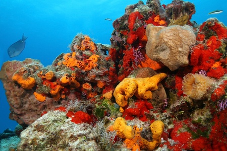 Coral Reef with a Variety of Corals and Sponges - Cozumelの写真素材