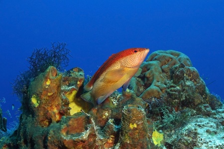 Coney (Cephalopholis fulva) - Cozumel, Mexicoの写真素材