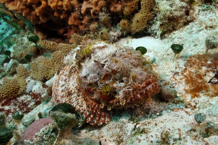 Spotted Scorpionfish (Scorpaena plumieri) -Cozumel, Mexico