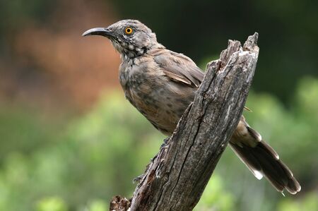 Curve-billed Thrasher  Toxostoma curvirostre  - Arizona