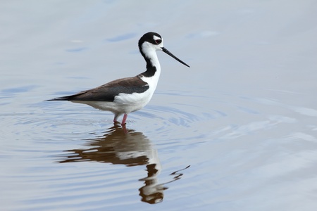 Black-necked Stilt  Himantopus mexicanus  wading in a pond with reflection 