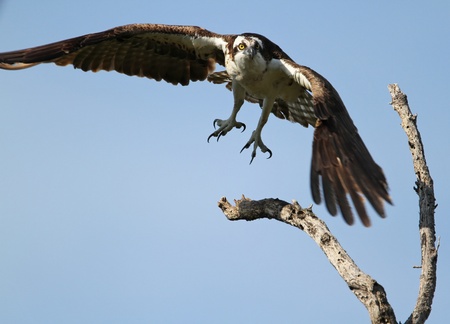 Osprey  Pandion haliaetus  in Flight with Talons Outの写真素材