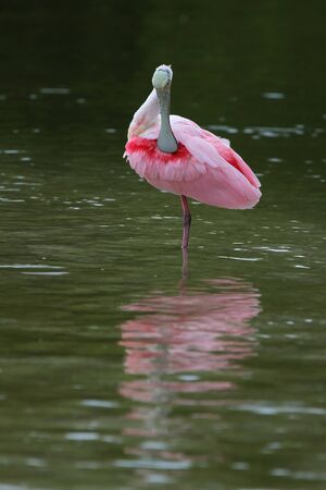 Roseate Spoonbill  Platalea ajaja  preening its feathers - Ding Darling Wildlife Refuge, Sanibel Island, Floridaの写真素材
