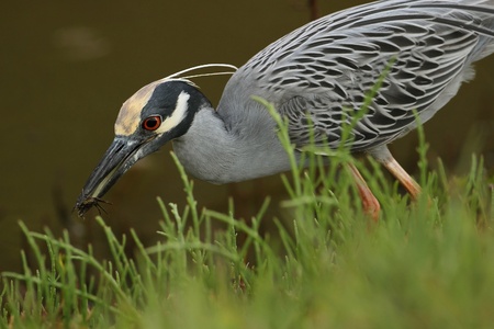  Yellow-crowned Night Heron  Nyctanassa violacea  catching a crab  - Ding Darling National Wildlife...