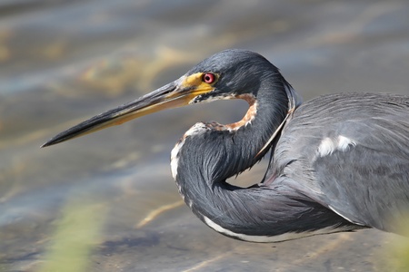Tricolored Heron  Egretta tricolor  Stalking its Prey - 