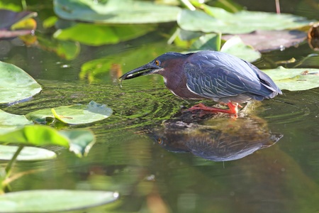 Green Heron  Butorides virescens  Catching a Small Fish - の写真素材