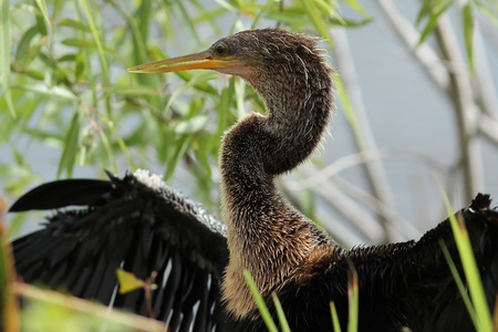 Female American Anhinga  Anhinga anhinga  Stretching its Wings to Dry - の写真素材