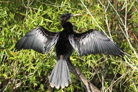 Male American Anhinga  Anhinga anhinga  Stretching its Wings to Dry - 