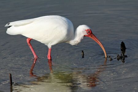 White Ibis  Eudoctricimus albus  Feeding at the Edge of a Pond - の写真素材