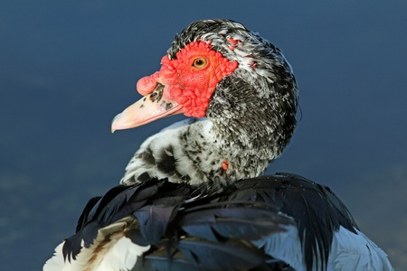 Closeup of Muscovy Duck  Cairina moschata  - Cape Coral, Floridaの写真素材