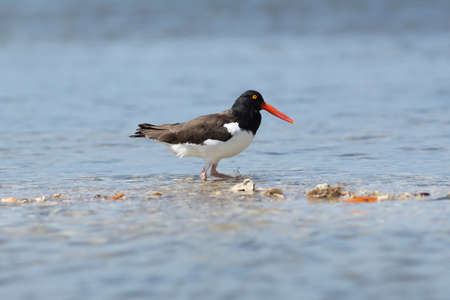 American Oystercatcher  Haematopus palliatus  - Cape Coral, Floridaの写真素材