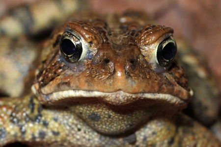 Closeup of American Toad  Bufo americanus  - Ontario, Canada