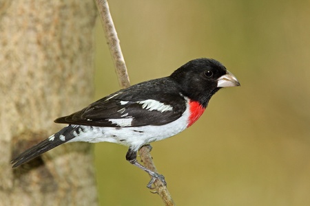 Male Red-breasted Grosbeak  Pheucticus ludovicianus  - Ontario, Canadaの写真素材