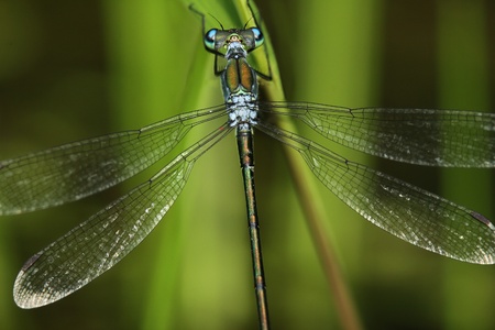 Emerald Spreadwing  Lestes dyas  Damselfly - Pinery Provincial Park, Ontario, Canada
