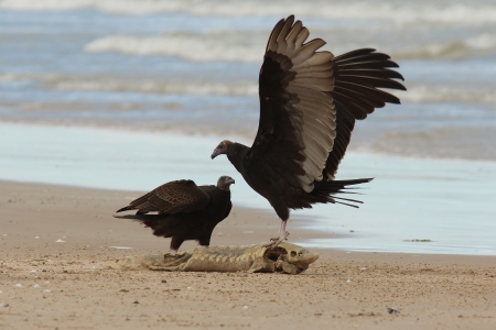 Immature Turkey Vultures  Cathartes aura  Arguing Over a Dead Lake Sturgeon  Acipenser fulvescens  Washed up on the Beach - Lake Huron, Ontarioの写真素材