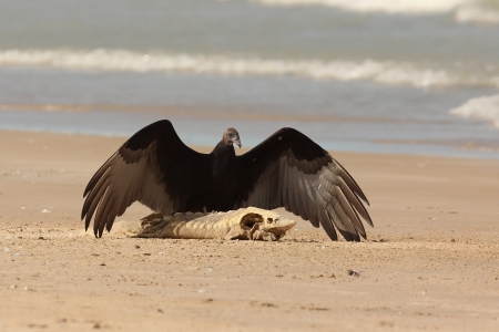 Immature Turkey Vulture  Cathartes aura  with Wings Spread Standing on a Dead Lake Sturgeon  Acipenser fulvescens  Washed up on the Beach - Lake Huron, Ontarioの写真素材