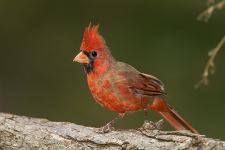 Male Northern Cardinal  Cardinalis cardinalis  perched on a log with its crest erected - Ontario, Canadaの写真素材
