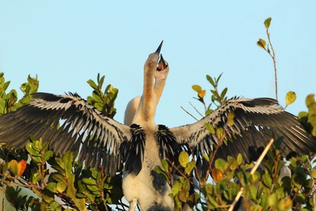 Sibling Rivalry in Anhinga Fledglings 