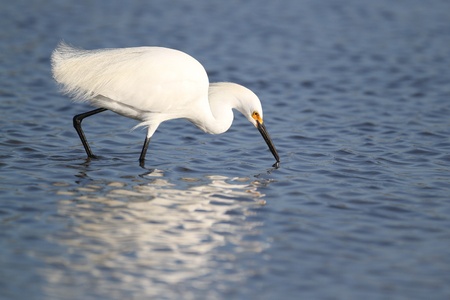 Snowy egret  Egretta thula  foraging for food in a shallow pond - Floridaの写真素材