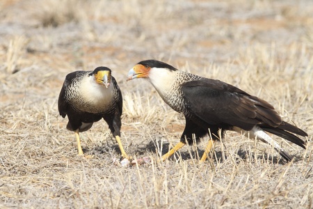Pair of Crested Caracaras (Caracara cheriway) on ground feeding on carrion- Texasの写真素材