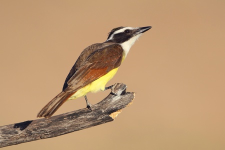 Great Kiskadee  Pitangus sulphuratus  - Texasの写真素材