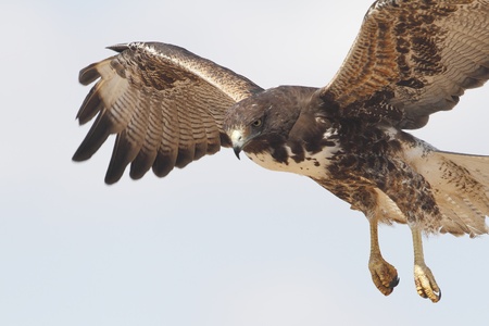 White-tailed Hawk  Buteo albicaudatus  in Flight - Texas