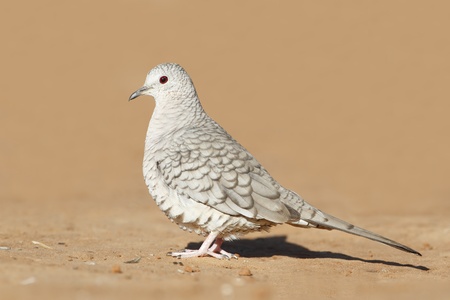 Inca Dove  Columbina inca  - Texasの写真素材