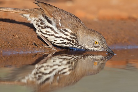 Long-billed Thrasher  Toxostoma longirostre  drinking at a pond with reflection - Texas