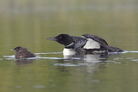 Young Common Loon  Gavia immer  and Parent - Haliburton, Ontario, Canadaの写真素材