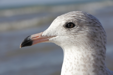 Ring-billed Gull  larus delawarensis  - Closeup - Pinery Provincial Parkの写真素材
