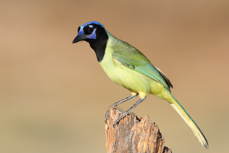 Green Jay  Cyanocorax yncas  Perched on a Stump - Edinburgh, Texasの写真素材