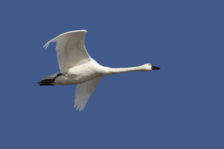 Tundra Swan Flying Overhead in Spring Against a Deep Blue Sky - Ontario, Canadaの写真素材