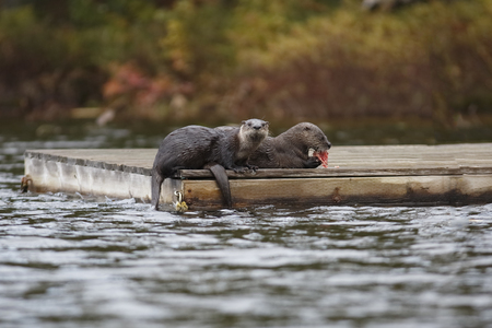 Pair of North American River Otters (Lontra canadensis) on a Dock - Haliburton, Ontarioの写真素材