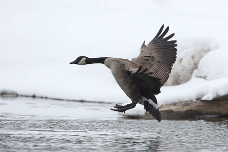 Canada Goose (Branta canadensis) Landing on a River in Winter - Ontario, Canadaの写真素材