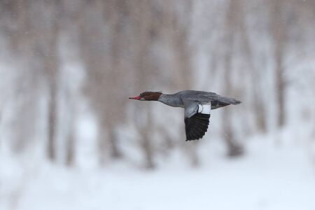 Female Red-breasted Merganser (Mergus serrator) in Flight on a Snowy Dayの写真素材