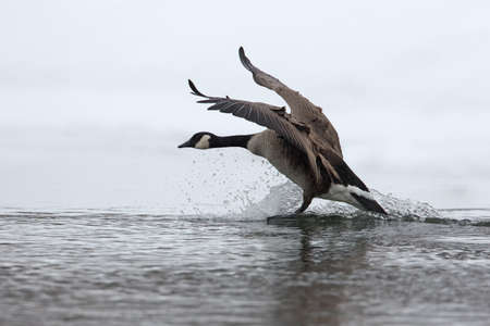 Canada Goose (Branta canadensis) Splashing Down as it Lands on a Partially Frozen River in Winter - Ontario, Canadaの写真素材