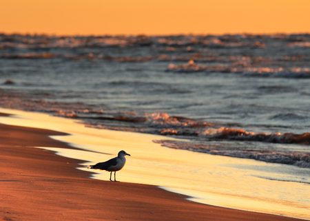 Ring-billed Gull on Lake Huron beach at sunsetの写真素材