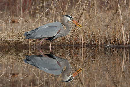 Great Blue Heron (Ardea herodias) Catching a Perch with nice reflection in water - Grand Bend, Ontarioの写真素材