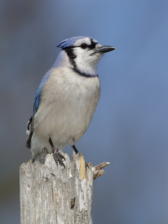 Blue Jay (Cyanocitta cristata) Perched on a Tree Stump - Ontario, Canadaの写真素材