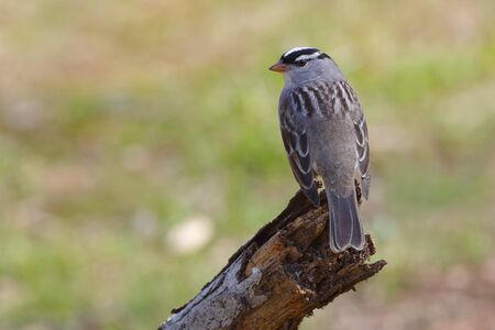 Whitecrowned Sparrow Zonotrichia leucophrys perched on a dead branch during spring migration  Ontario Canadaの写真素材