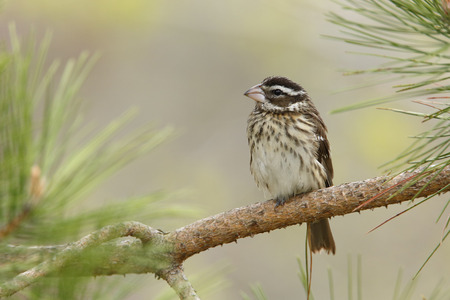 Female Rosebreasted Grosbeak Pheucticus ludovicianus perched in a red pine tree in spring  Grand Bend Ontario Canadaの写真素材