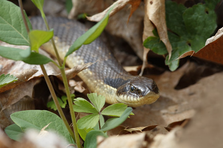 Eastern Hognosed Snake Heterodon platirhinos  Grand Bend Ontario Canadaの写真素材
