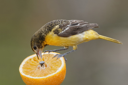 Female Baltimore Oriole Icterus galbula feeding on an orange  Ontario Canadaの写真素材