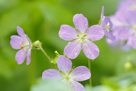 Raindrops cling to the petals of these Wild Geraniums Geranium maculatum growing in a deciduous forest after a spring rain  Ontario Canadaの写真素材
