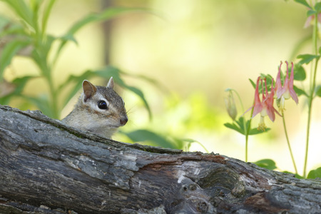 Eastern Chipmunk Tamias striatus peering over a log in spring   Grand Bend Ontarioの写真素材
