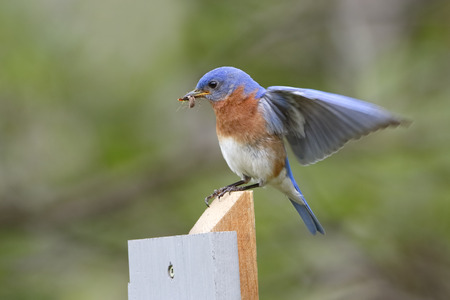 Male Eastern Bluebird Sialia sialis lands on a post with a spider in its beak. The spider will be used to feed its offspring - Ontario, Canadaの写真素材