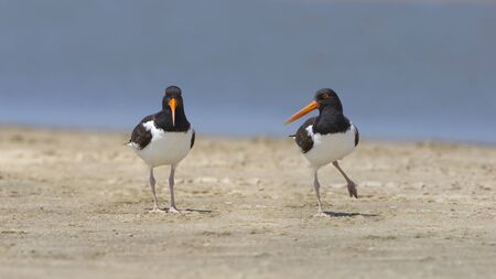 Pair of American Oystercatchers Haematopus palliatus on a Beach - Bolivar Peninsula Texasの写真素材