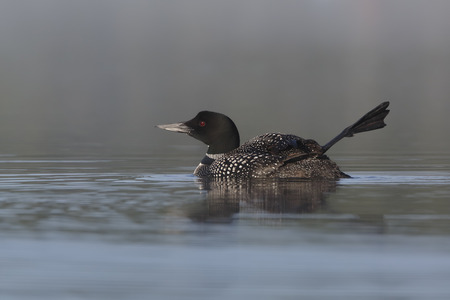 A Common Loon Gavia immer stretches its leg out on a lake in Ontario, Canada. This behaviour is believed to help in thermoregulation.の写真素材